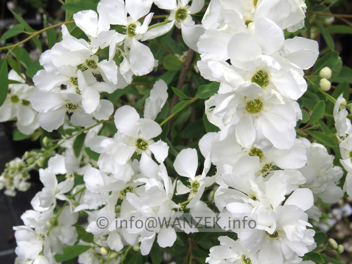 Exochorda macrantha The Bride - Bluetenmacro01.JPG